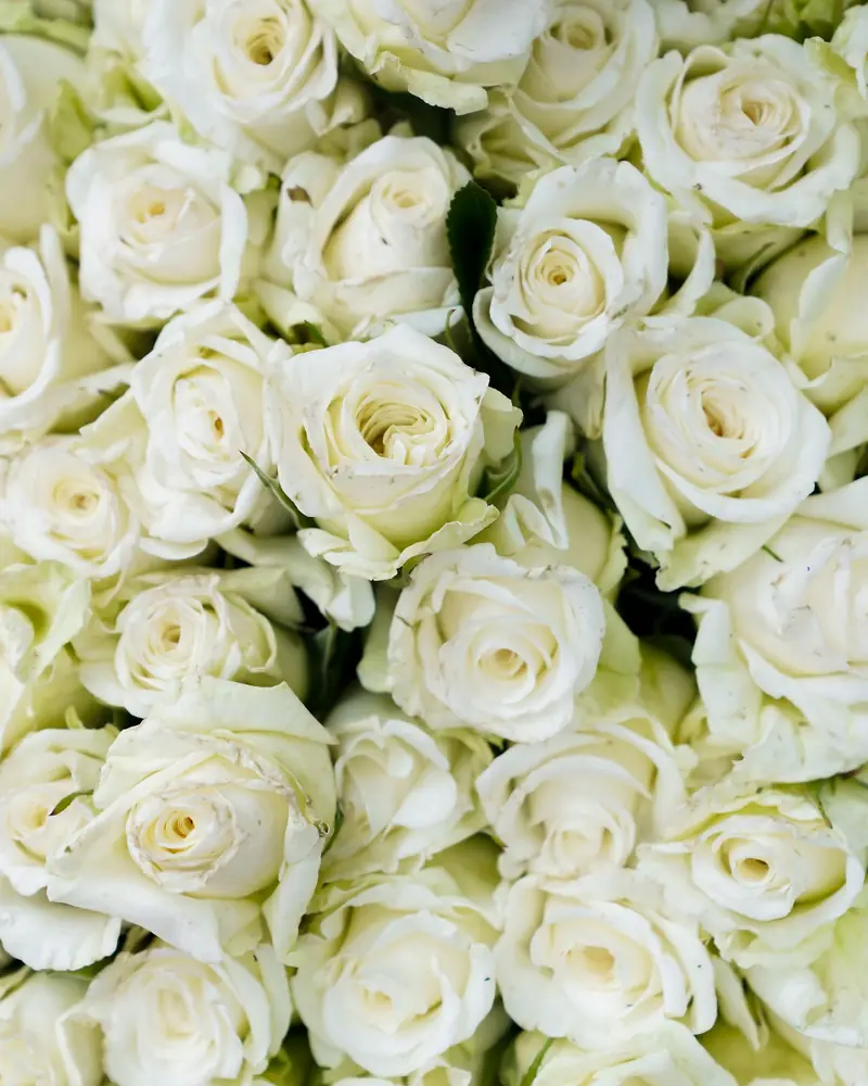 Gerbe de roses blanches
